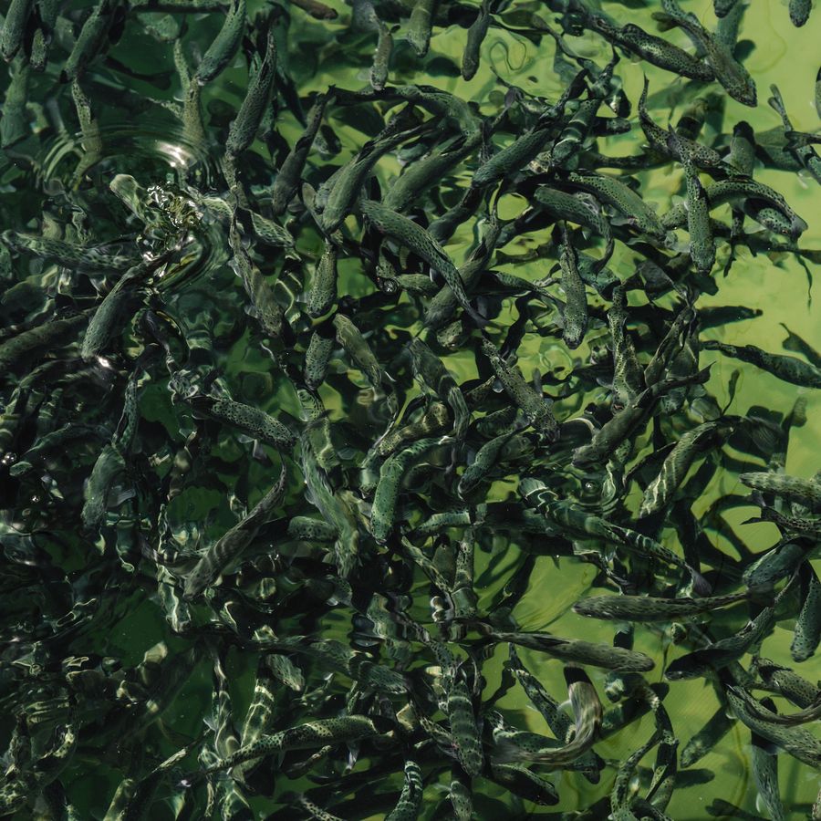 A fish tank crowded with young fish in green water, seen from above
