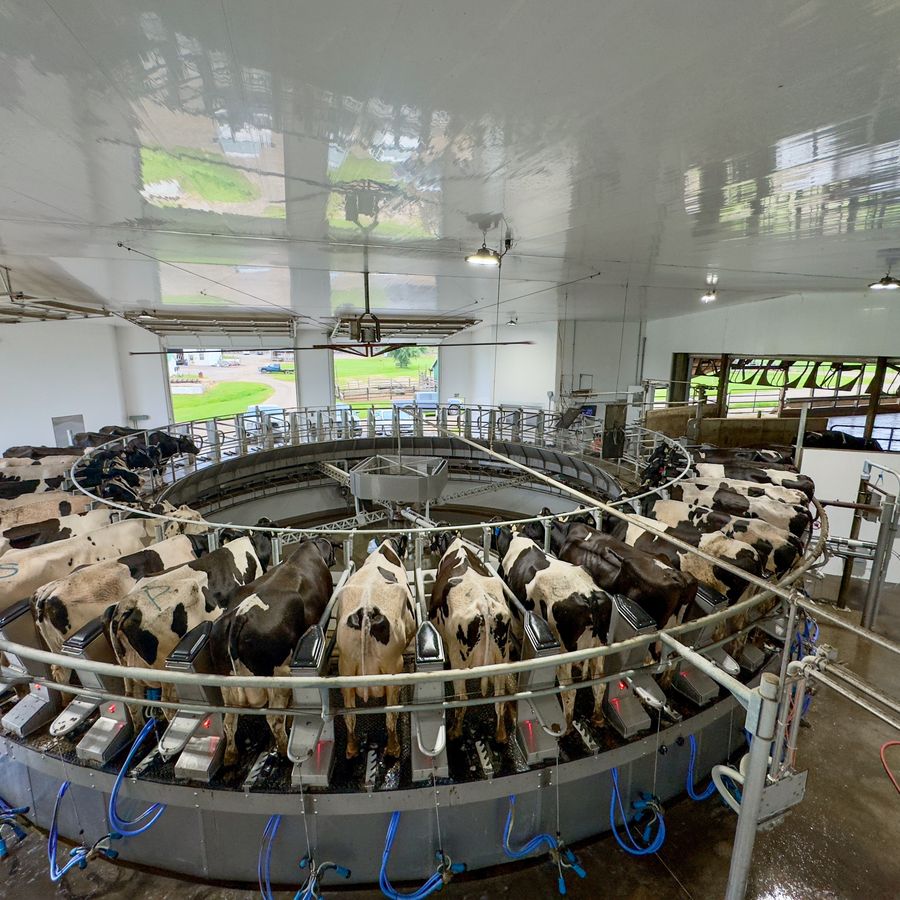 Dairy cows standing head-in on a rotary milking platform with the cups attached