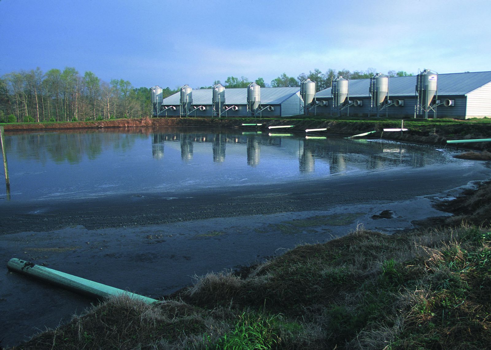 A farm effluent lagoon with livestock sheds and feed silos reflected in the surface behind it
