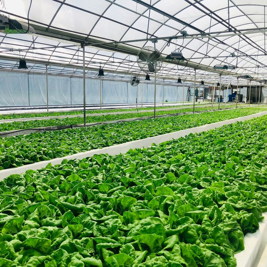 Rows of lettuce growing under a commercial greenhouse roof