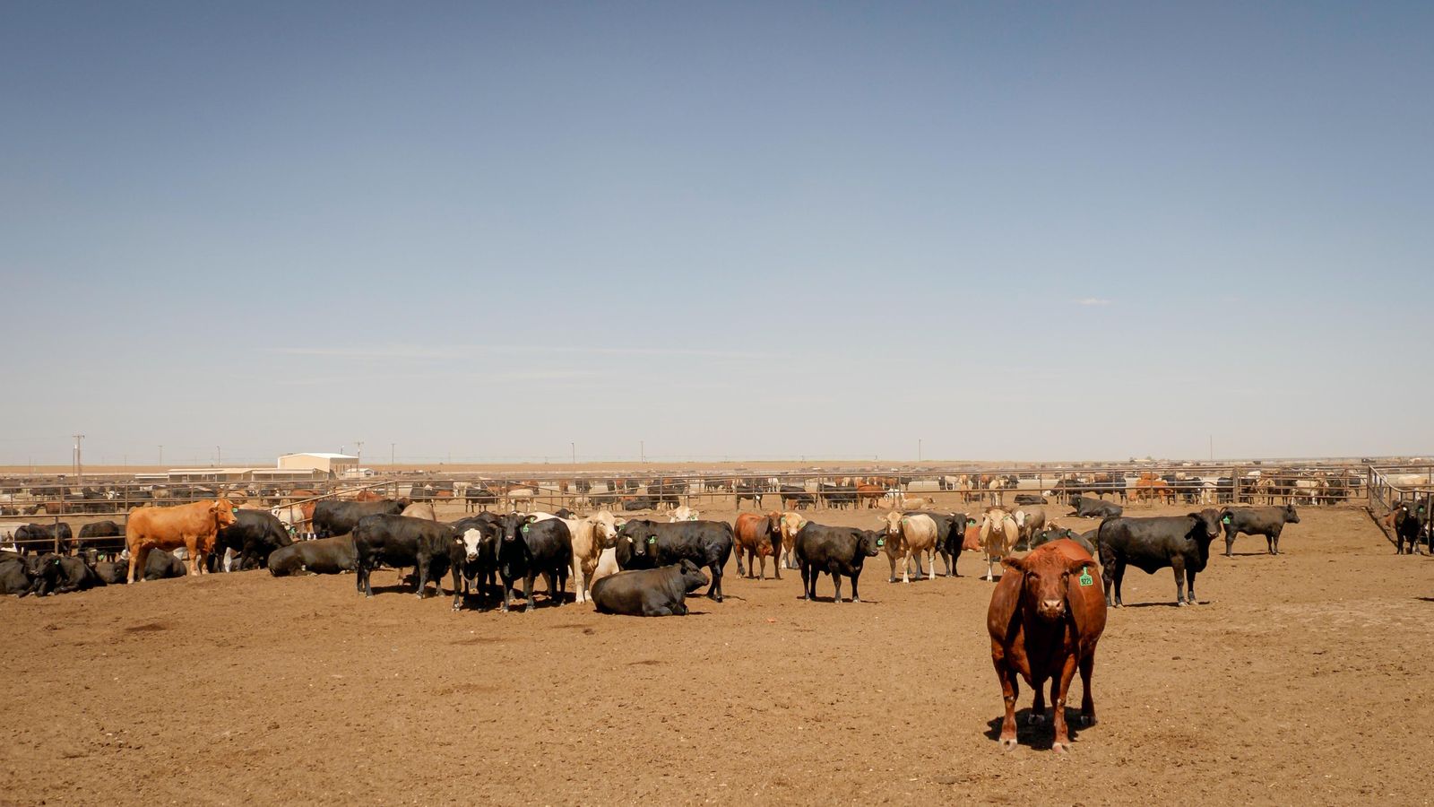 Cattle standing across the dry dirt of a feedlot pen, with the pen rails running back to a flat horizon