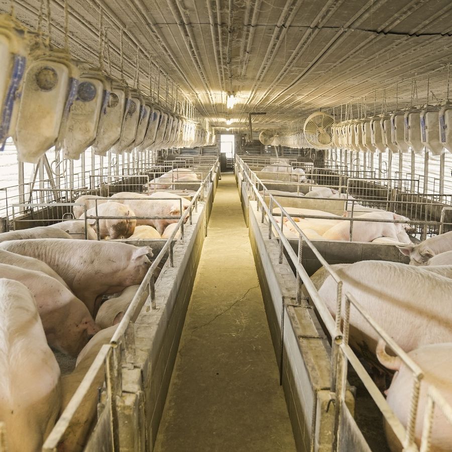 Pens of pigs down both sides of the centre alley of a piggery shed
