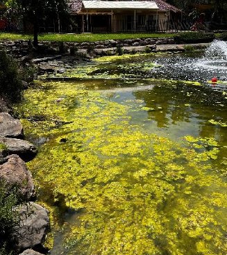 Jubilee Lake before treatment, the water covered in a thick yellow-green algal mat in front of a house and fountain