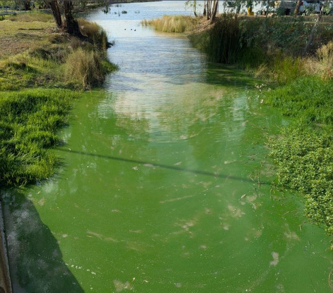 The northern corner channel of Lake Albert, the water opaque and bright green with a cyanobacteria bloom