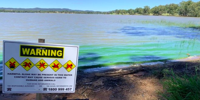 A council warning sign at the water's edge beside water discoloured green by an algal bloom