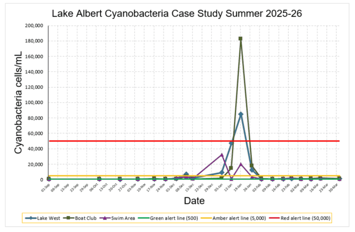 Line chart headed Lake Albert cyanobacteria case study summer 2025 to 26. Counts at Lake West, Boat Club and Swim Area sit on the floor of the scale from early September to late December, climb through early January 2026 to a Boat Club peak above 180,000 cells per millilitre on 19 January, and fall back under the green alert line from early February to the end of March. Green, amber and red alert lines are drawn at 500, 5,000 and 50,000 cells per millilitre.