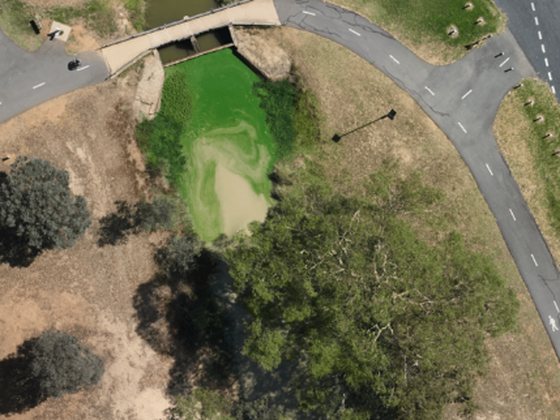 Drone view of the northern channel, a bright green bloom filling the water beside the road bridge