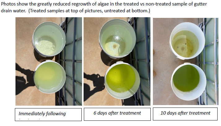 Six sample jars photographed in pairs at three intervals, the treated sample above and the untreated sample below in each pair, the untreated jars turning progressively greener