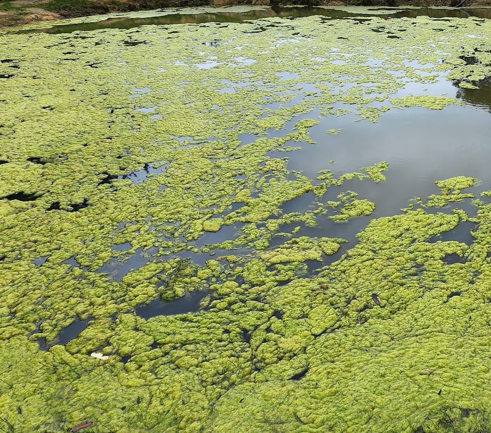 A dam surface almost entirely covered by a thick green algal mat